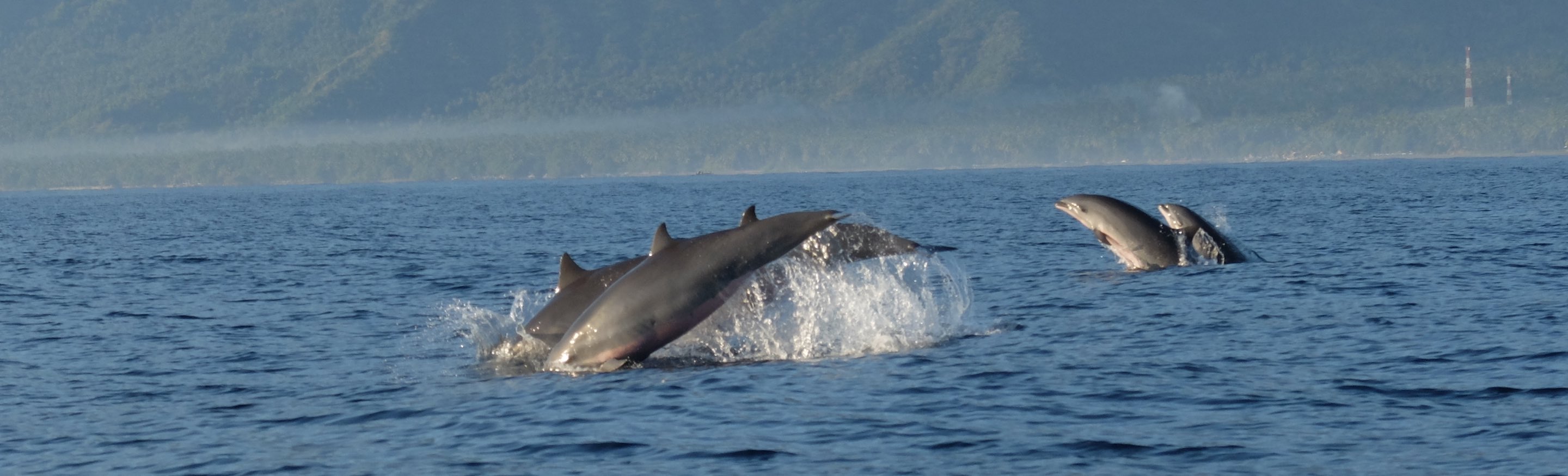 Bild Delphine vor dem Bali Mandala